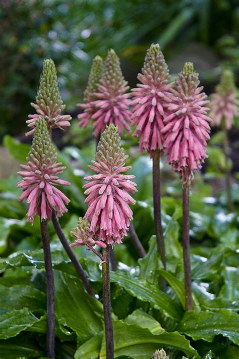 forest lily