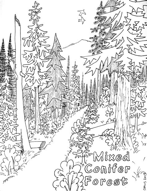 forest nature coloring pages