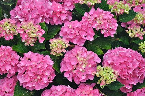 forever pink hydrangea