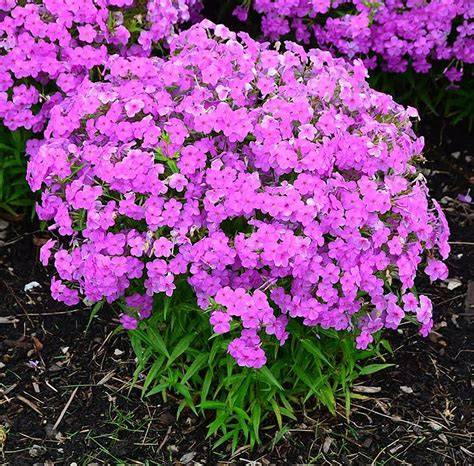 forever pink phlox