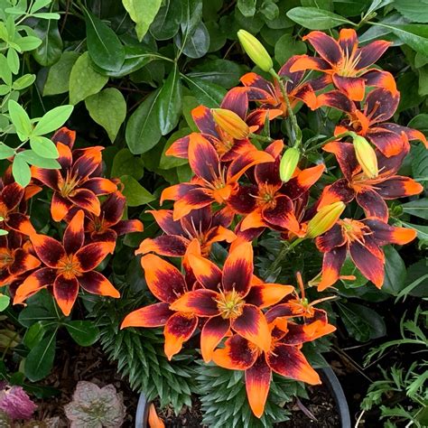 forever susan asiatic lily