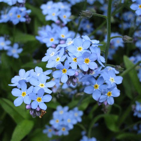 forget me not flower