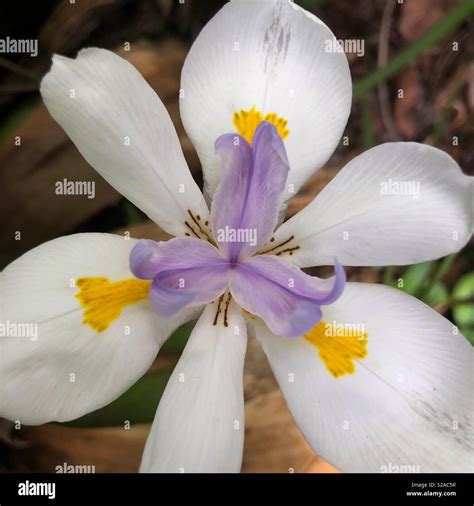 fortnight lily african iris