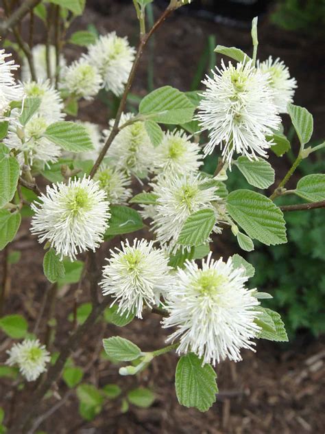 Fothergilla Mt Airy Companion Plants: A Comprehensive Guide