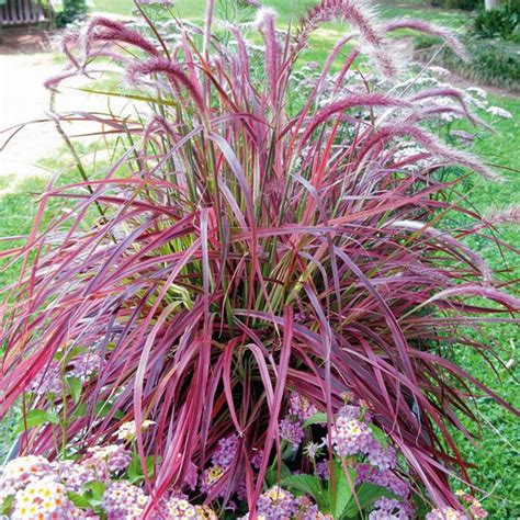 fountain grass red