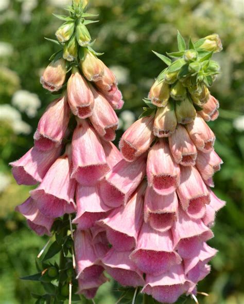 foxglove strawberry