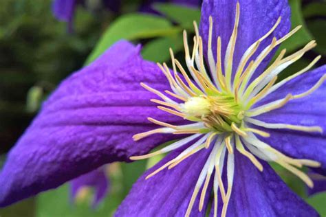 fragrant clematis varieties