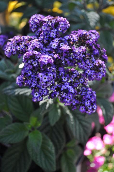 fragrant delight heliotrope
