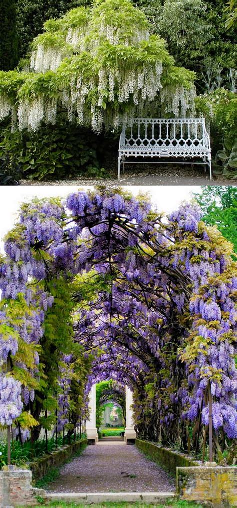 fragrant flowering vines