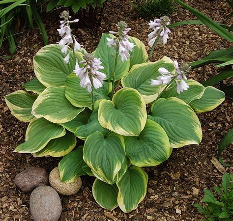 fragrant hosta