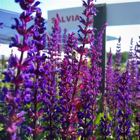 fragrant perennials