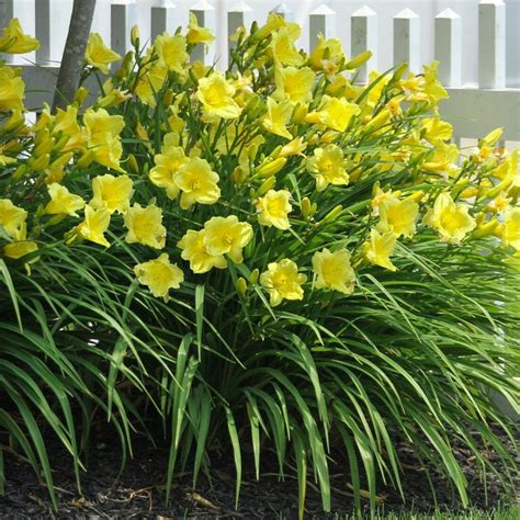 fragrant returns daylily
