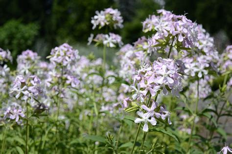 fragrant shade flowers