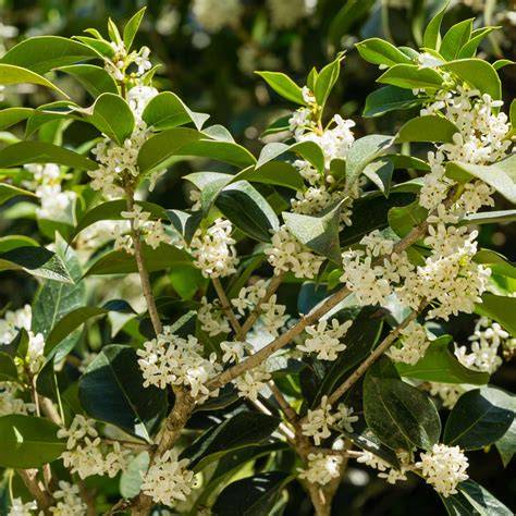 fragrant tea olive