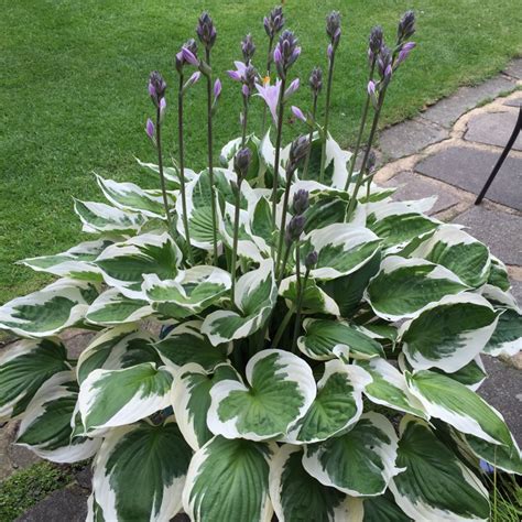 francee plantain lily