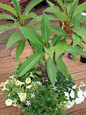 frangipani companion plants