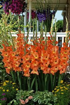 fred nagel gladiolus