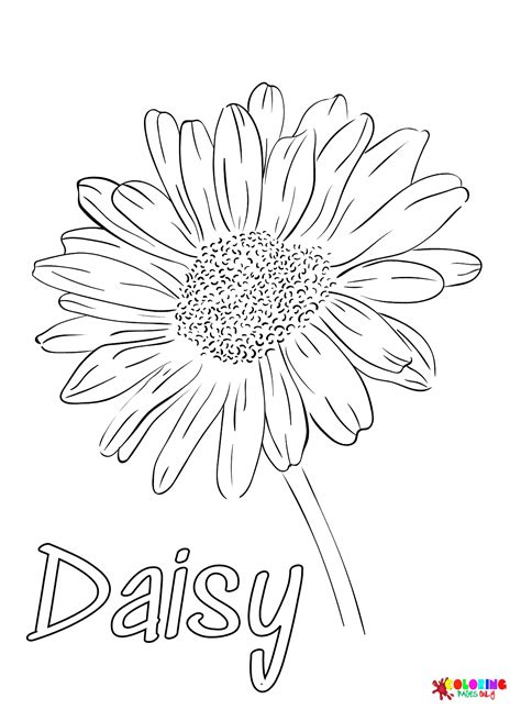 free daisy coloring pages