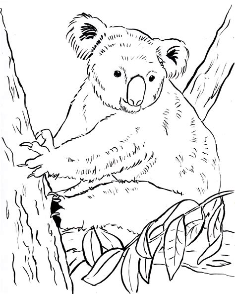 free koala coloring page