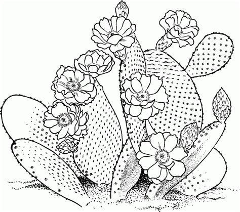 free printable cactus coloring pages