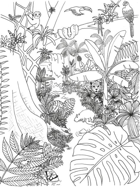 free rainforest coloring pages