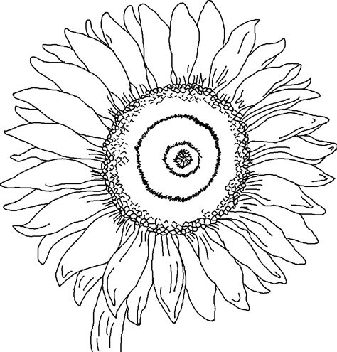 free sunflower coloring pages