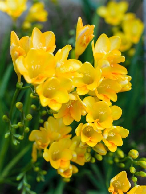 freesia flower