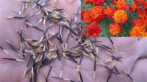 french marigold seeds