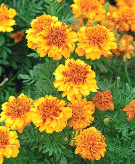 french marigold varieties