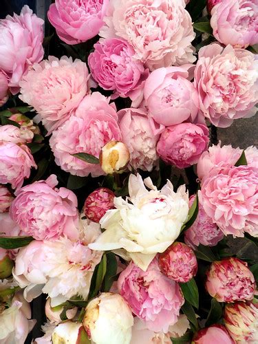 french peonies