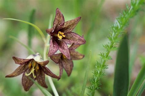fritillaria camschatcensis
