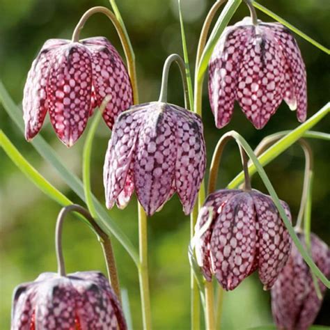 fritillaria meleagris