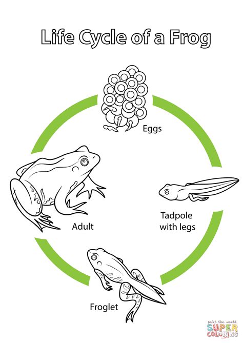 frog life cycle coloring pages