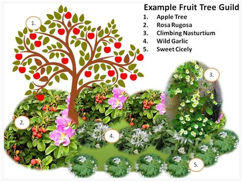 fruit tree guild plants