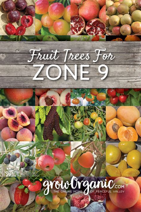 fruit trees zone 9
