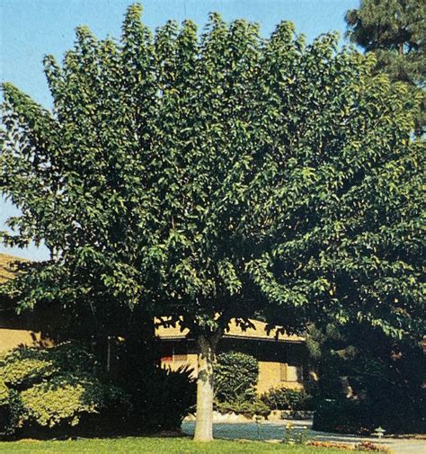 fruitless mulberry trees