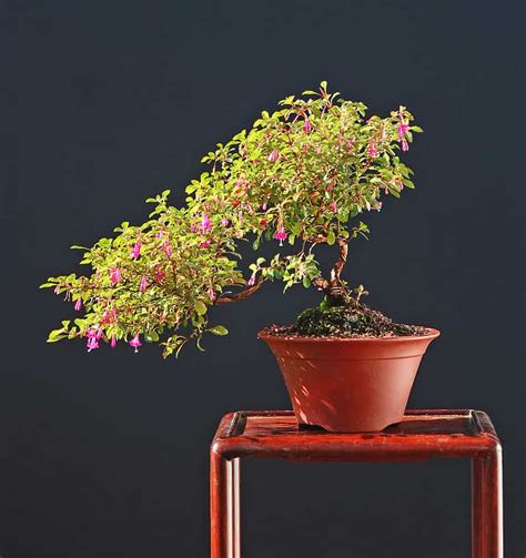 fuchsia bonsai