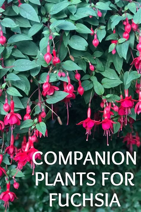 fuchsia companion plants