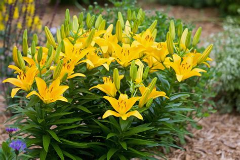 full grown asiatic lily