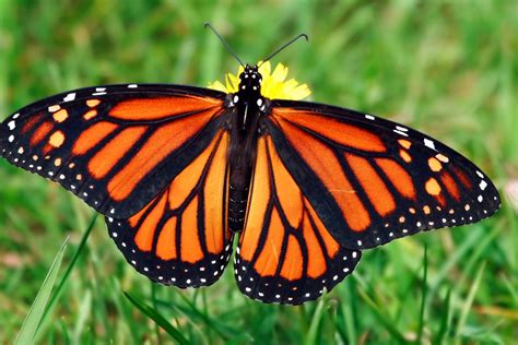 full grown butterfly