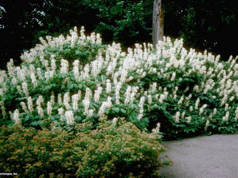 full shade flowering shrubs