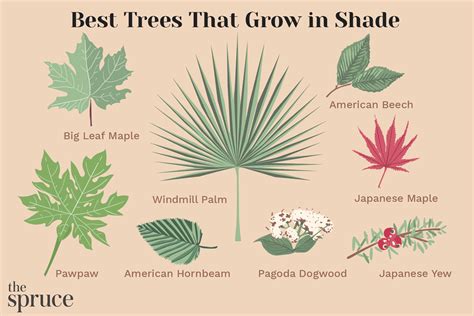 full shade trees
