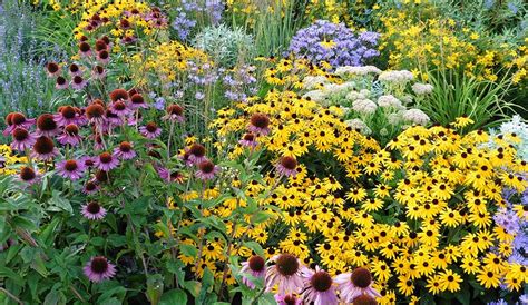full sun easy perennials