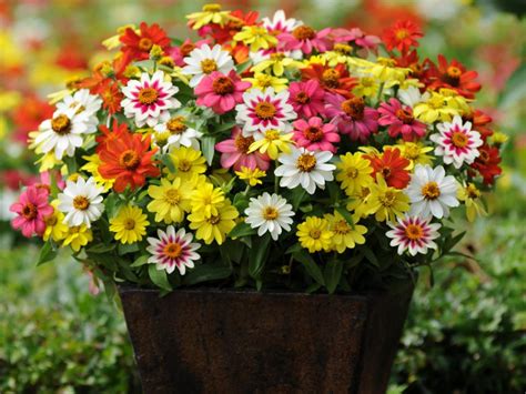 full sun flowers for pots