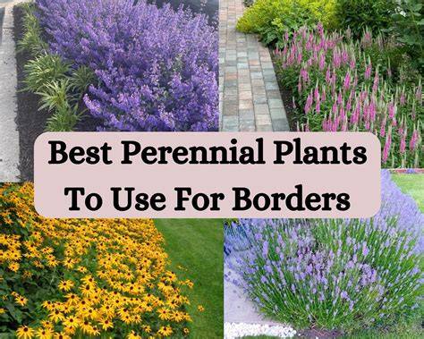 full sun perennial border