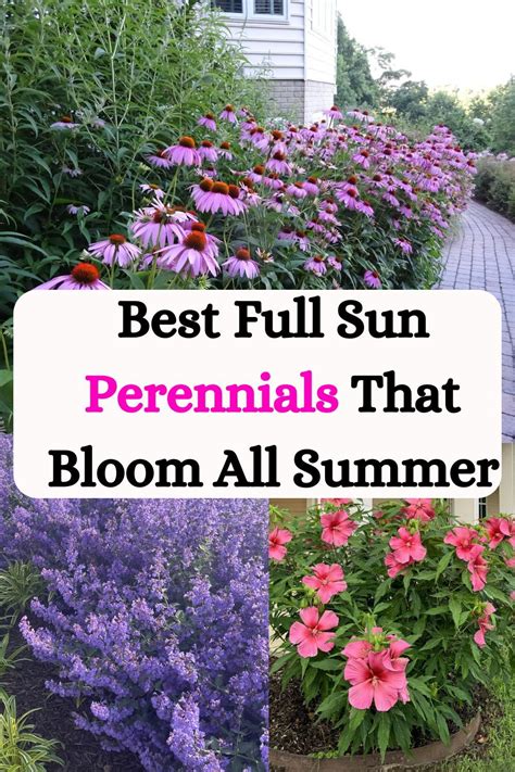 full sun summer perennials