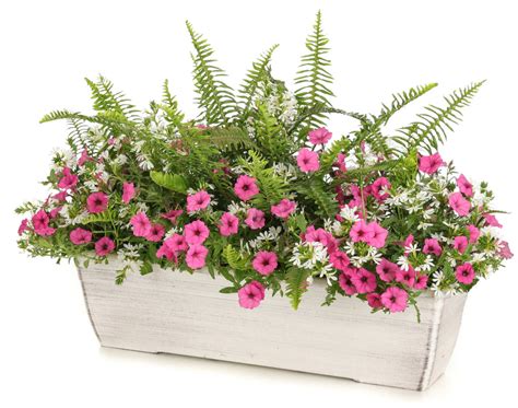 full sun window box annuals