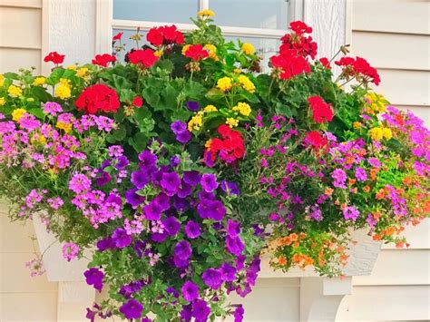 full sun window box plants