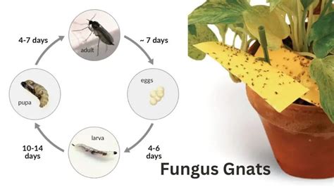 fungus gnats