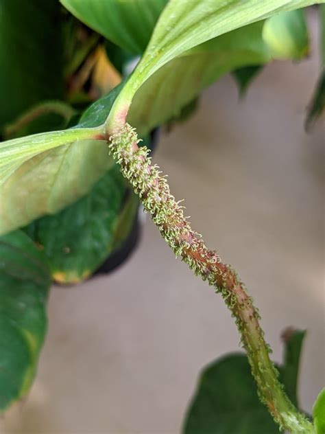 fuzzy petiole philodendron